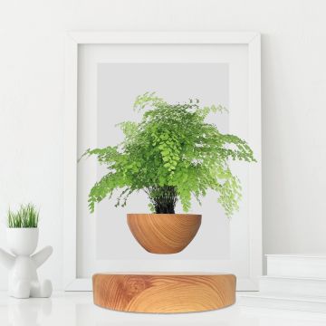 Mini-Jardin En Levitation Bois Miel